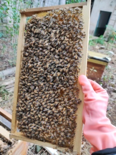 中蜂笼蜂补群用中华蜜蜂土蜂抗寒高产原群原王好过箱新手可养