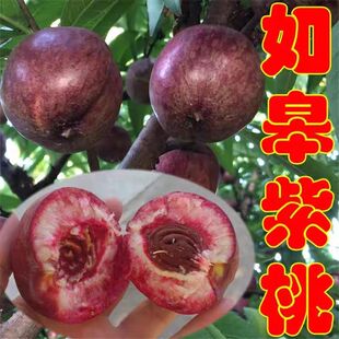 7月中旬摘紫血桃如皋紫桃血桃离核油桃如皋 油桃紫桃酸甜口感水果