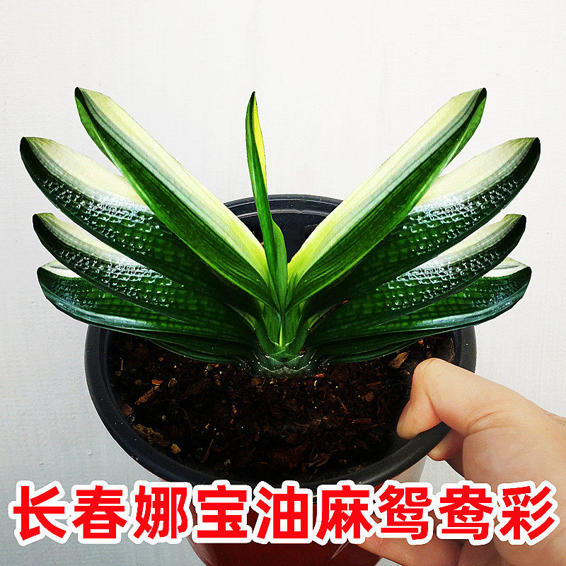 长春君子兰鸳鸯彩兰小型短叶精致