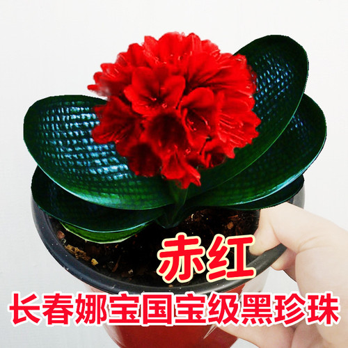 长春君子兰黑珍珠圆头麻脸短叶