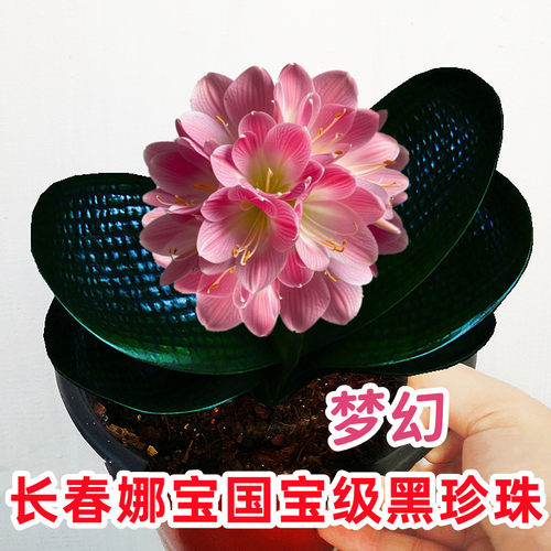 长春高端君子兰 国宝级黑珍珠圆头和尚 麻脸油匠宽叶坑纹绿植盆栽