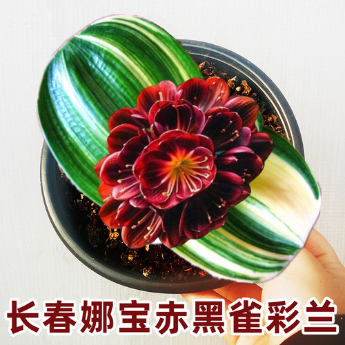 君子兰雀彩兰圆头宽叶金丝鸳鸯