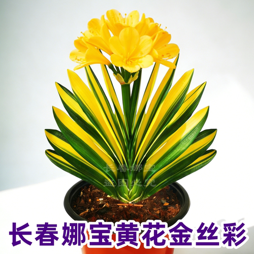 高端黄花金丝彩兰君子兰易养盆栽
