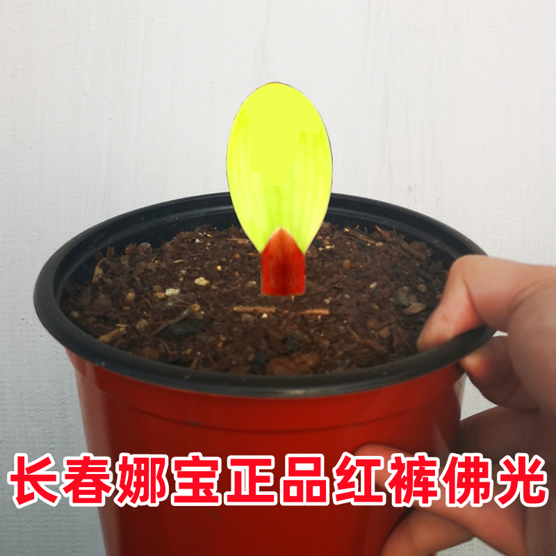 长春娜宝精品君子兰佛光彩兰苗鸳鸯一线天金丝雀彩油麻彩盆栽绿植