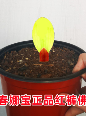 彩兰客厅除甲醛高端低价