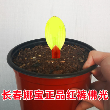 长春娜宝精品君子兰佛光彩兰苗鸳鸯一线天金丝雀彩油麻彩盆栽绿植