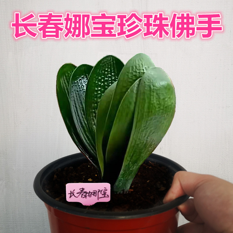 长春精品君子兰 珍珠王佛手 短叶圆头和尚宽叶麻脸油匠立板盆栽苗