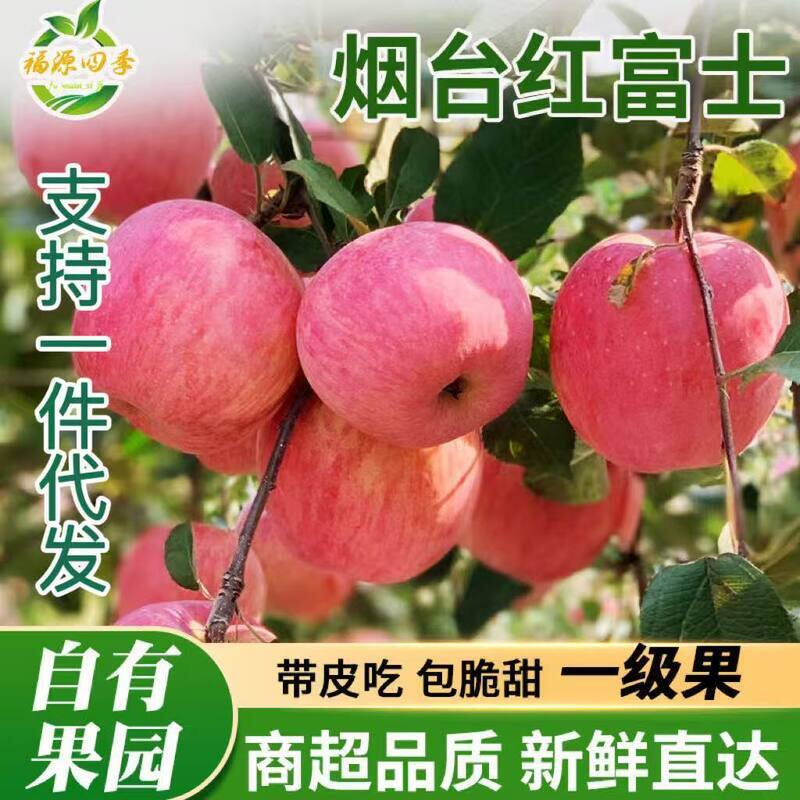 正宗烟台栖霞红富士苹果新鲜苹果脆甜应季水果整箱包邮一件代发