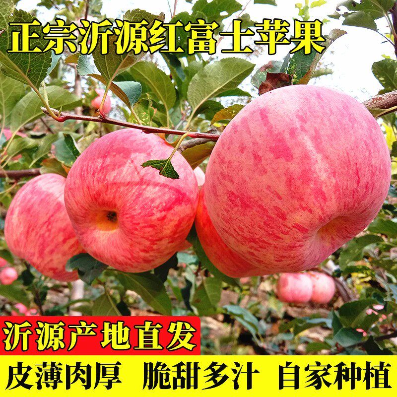 沂源红富士苹果山东正宗脆甜多汁中庄当季现摘5斤装新鲜种植水果