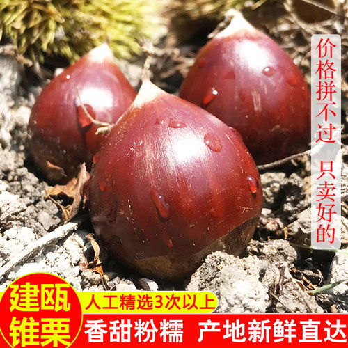 容易剥皮鲜锥栗坏果包赔手工精选