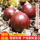 建瓯野生锥栗板栗生新鲜现摘高山毛栗圆栗农家特产带壳糖炒油椎栗
