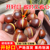开好口 建瓯锥栗新鲜生板栗现摘福建带壳油板栗建欧高山生栗子