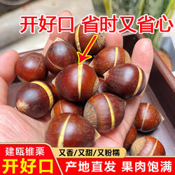 （开好口）建瓯锥栗新鲜生板栗现摘福建带壳油板栗建欧高山生栗子