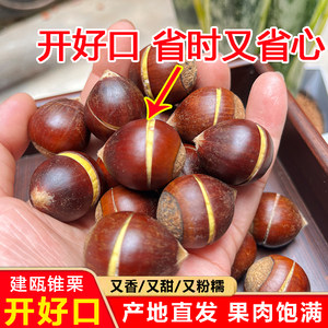 开好口的锥栗现摘现发顺丰包邮