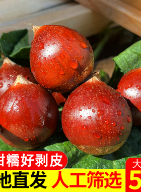 建瓯板栗油栗现摘锥栗圆栗高山农家现摘福建特产带壳野生毛栗糖炒