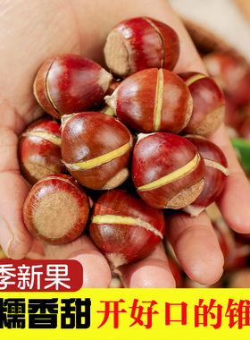 开好口锥栗新鲜生板栗尖椎栗建瓯油栗带壳圆锥栗新鲜现摘老树板栗