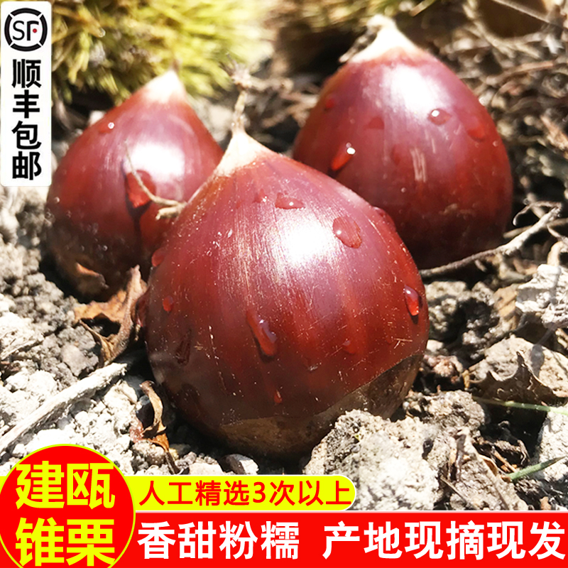 建瓯野生锥栗板栗生新鲜现摘高山毛栗圆栗农家特产带壳糖炒油椎栗