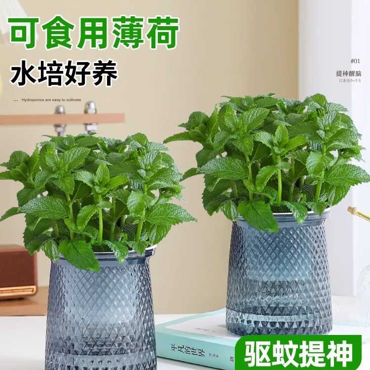 可食用薄荷盆栽叶苗办公室内绿植驱蚊草迷迭香水培植物花卉好养易