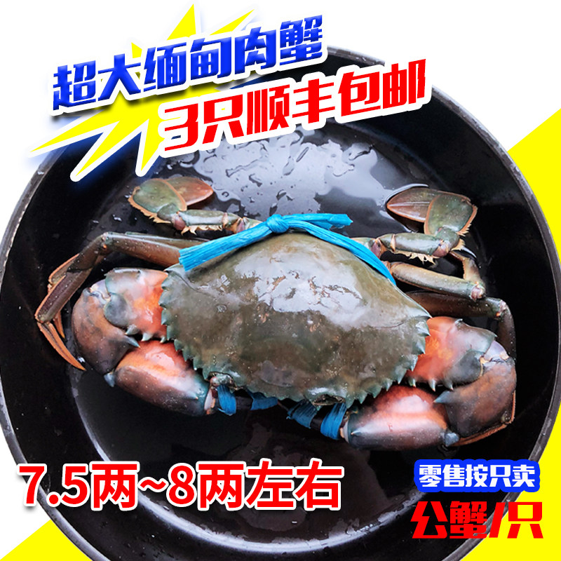 缅甸大螃蟹昆明鲜活野生肉蟹孟加拉蟹迷踪蟹香辣蟹青蟹360g~400g