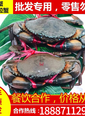 缅甸蟹鲜活蟹肉蟹孟加拉蟹迷踪蟹香辣蟹肉蟹煲青蟹整箱批量时价