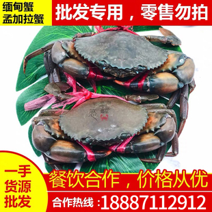 缅甸蟹鲜活蟹肉蟹孟加拉蟹迷踪蟹香辣蟹肉蟹煲青蟹整箱批量时价
