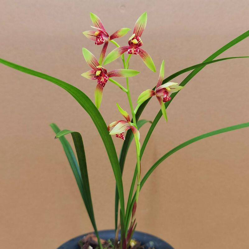 浓香建兰逸虹玉红双娇小国魂盆栽绿植客厅广兴兰花卉美观盆景桌面