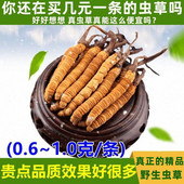 精品干虫草送礼盒装 新草头期草非西藏那曲青海玉树冬虫夏草 正品