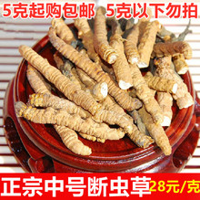 正品 非西藏那曲新鲜冬虫夏草青海玉树头期中号断虫草泡酒自用礼盒