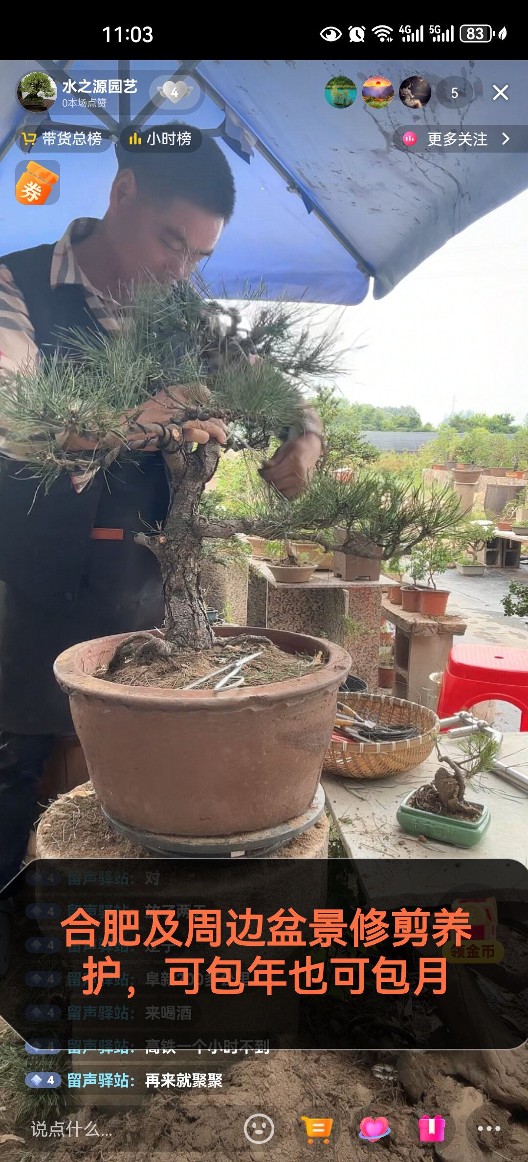 合肥及周边上门养护造景黄山松,珍珠黄杨等盆景修剪养护寄养服务