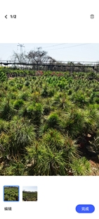 黄山松树苗,六年杯苗修枝逼芽老苗黄山松盆景苗,脱杯带土球发货