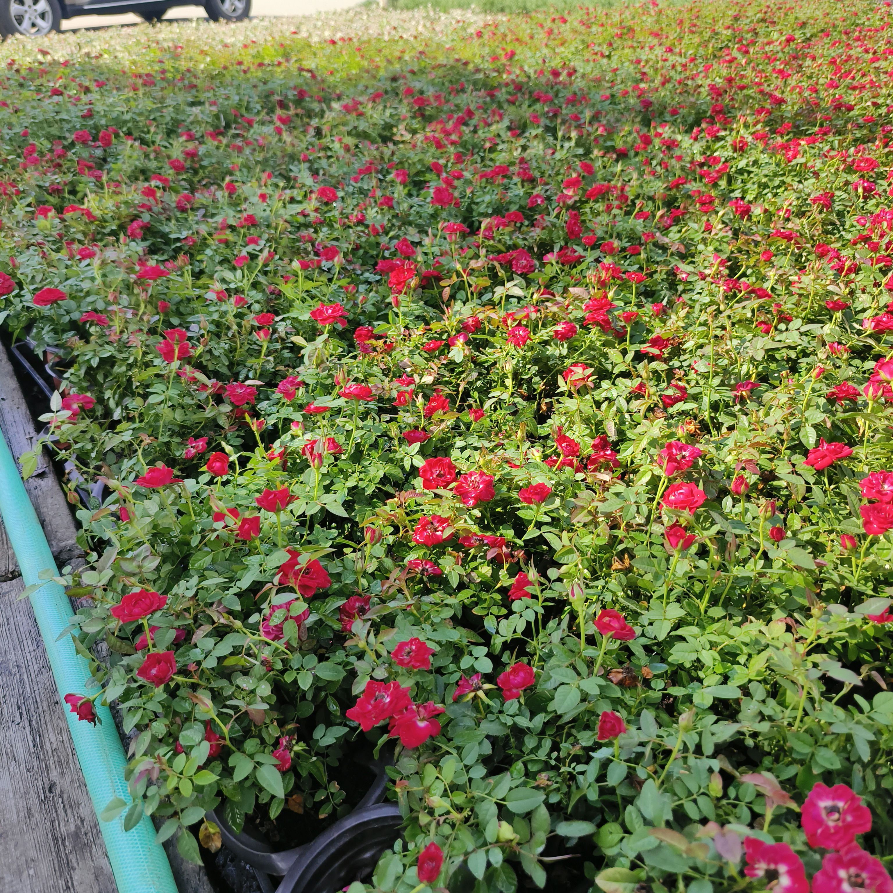 新品钻石月季唯美批发实用花镜植物自产自销好活易种