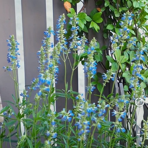 蓝花鼠尾草多年生草本花卉