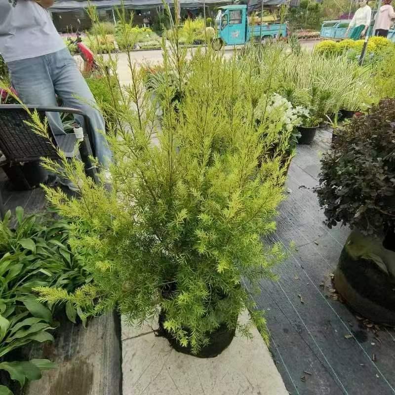 黄金香柳 花镜植物庭院花园多年生木本植物四季青黄金香柳盆栽
