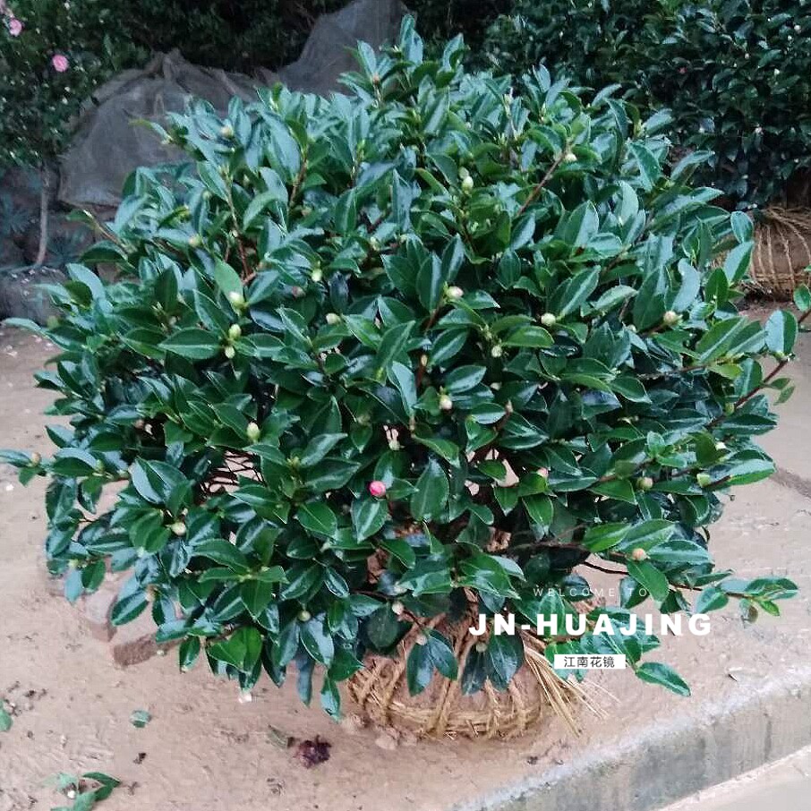 茶梅花苗 盆栽四季开花 名贵高档庭院地栽花树苗