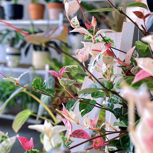 四季耐寒庭院户外阳台盆栽络石