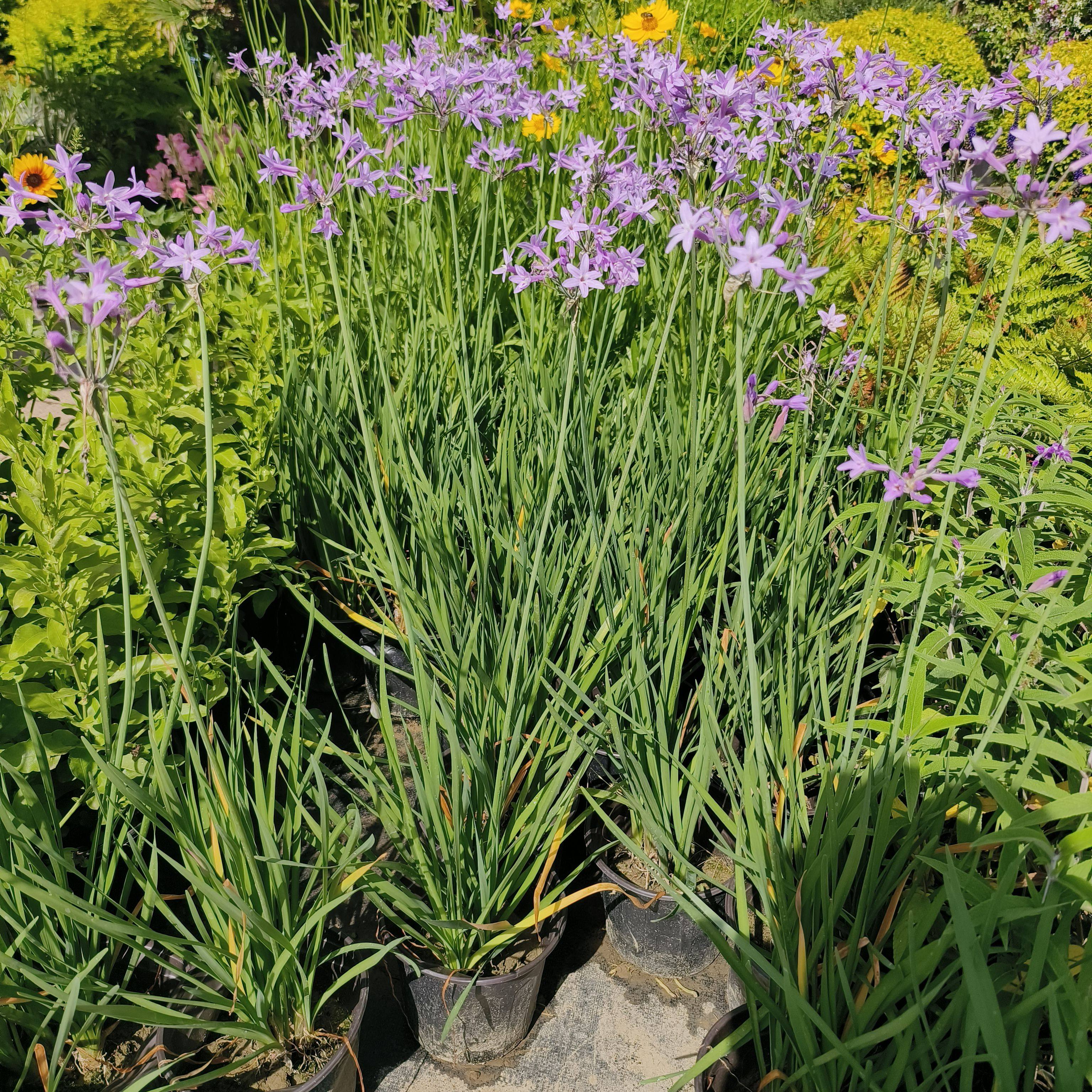 多年生宿根花卉庭院  紫娇花  花园植物苗耐寒耐热易种好活