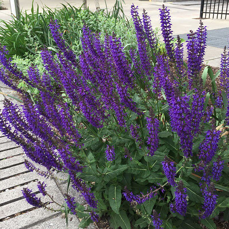 天蓝林荫鼠尾草蓝霸鼠尾草大盆花镜种植宿根多年生喜阳易爆盆耐寒