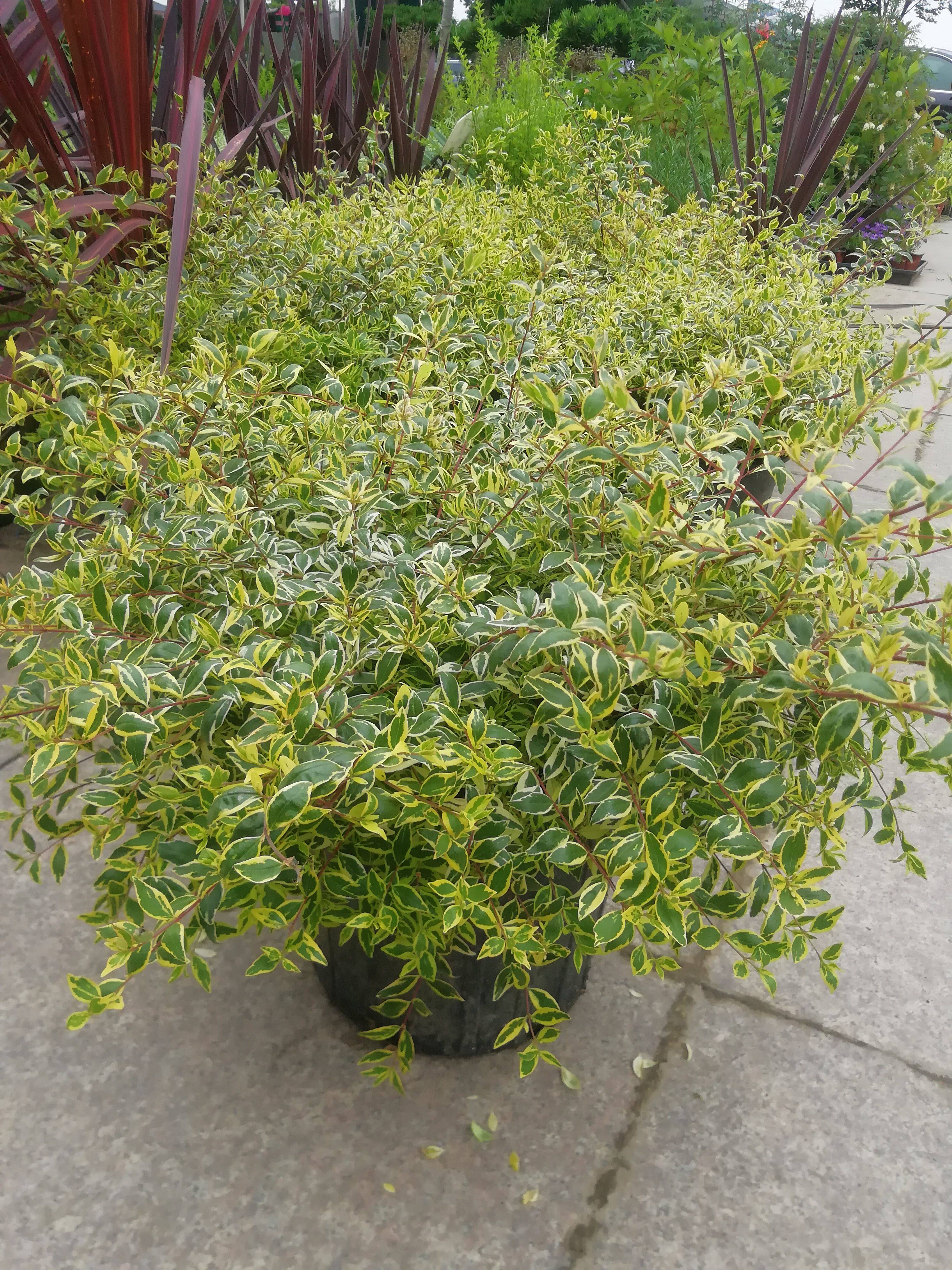 金叶六道木红日品种气质趣味灵气户外花园灌木球多年生好种易活