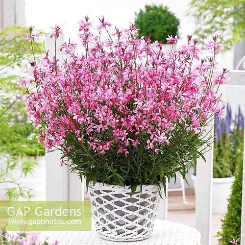 千鸟花苗山桃草盆栽户外花海多年生抗寒耐热大半年花期好