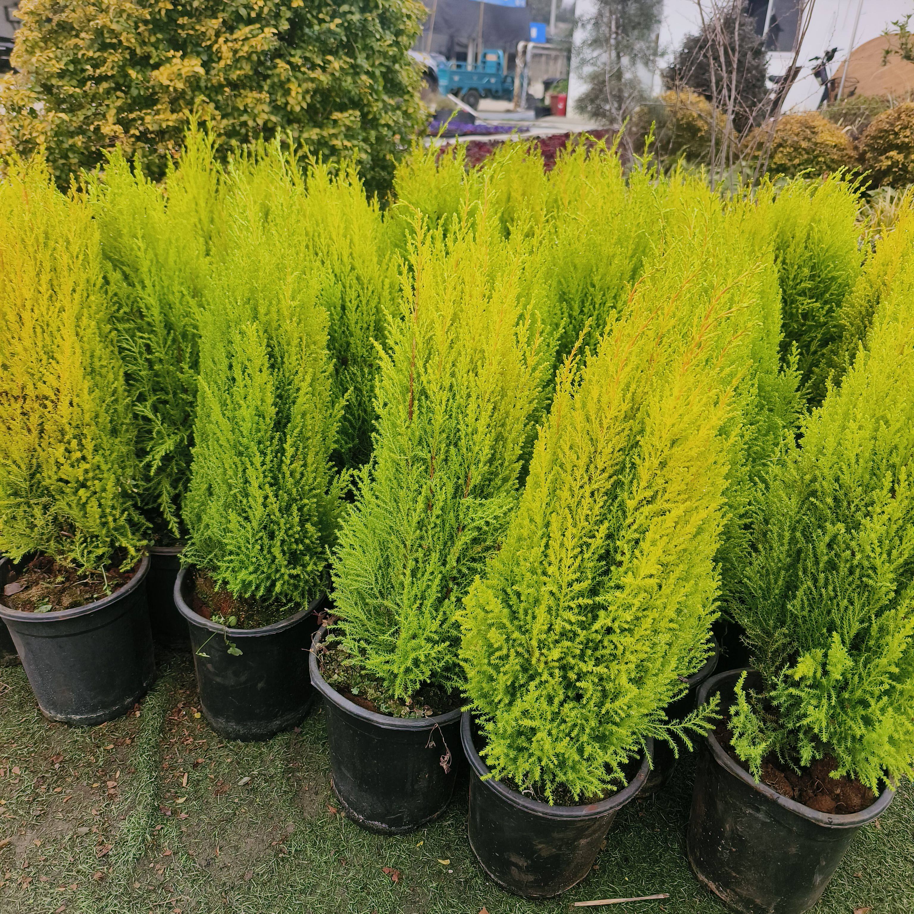 节日萌萌一棵香香的冠柏树-柠檬小香松 盆栽花卉盆景绿植四季