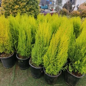 节日柠檬花卉绿植四季盆栽