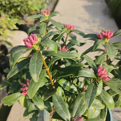 金边瑞香盆栽老桩耐寒植物浓香型大苗带花苞室内观花净化空气