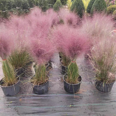 好活好看观赏草秋冬粉黛乱子草