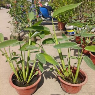 再力花池塘湿地水缸 水养植物水景水池生湿地净化水质挺水植物四季