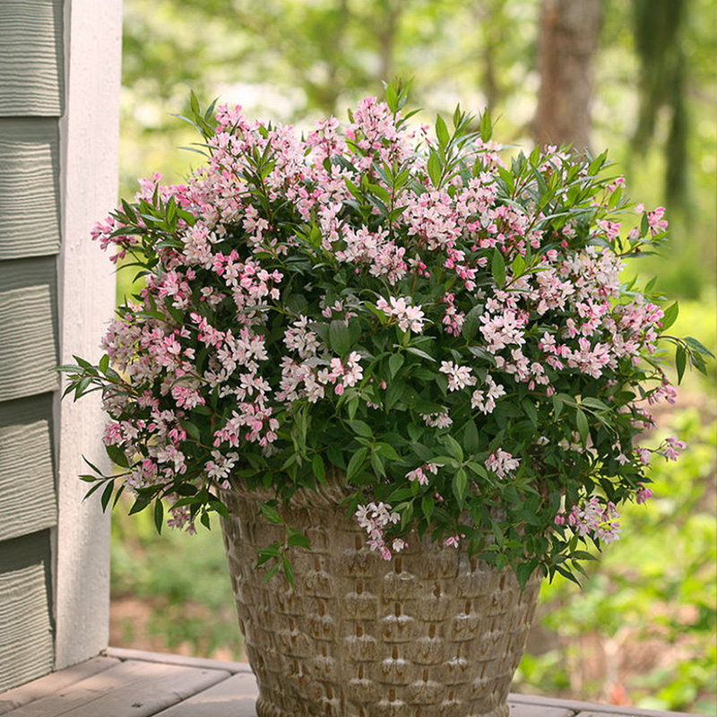 花篱林缘粉花溲疏草莓田庭院楼顶花灌木易活多年生粉樱花铃铛花耐