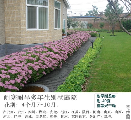 北方耐寒宿根花庭院素材模板 北方耐寒宿根花庭院图片下载 小麦优选