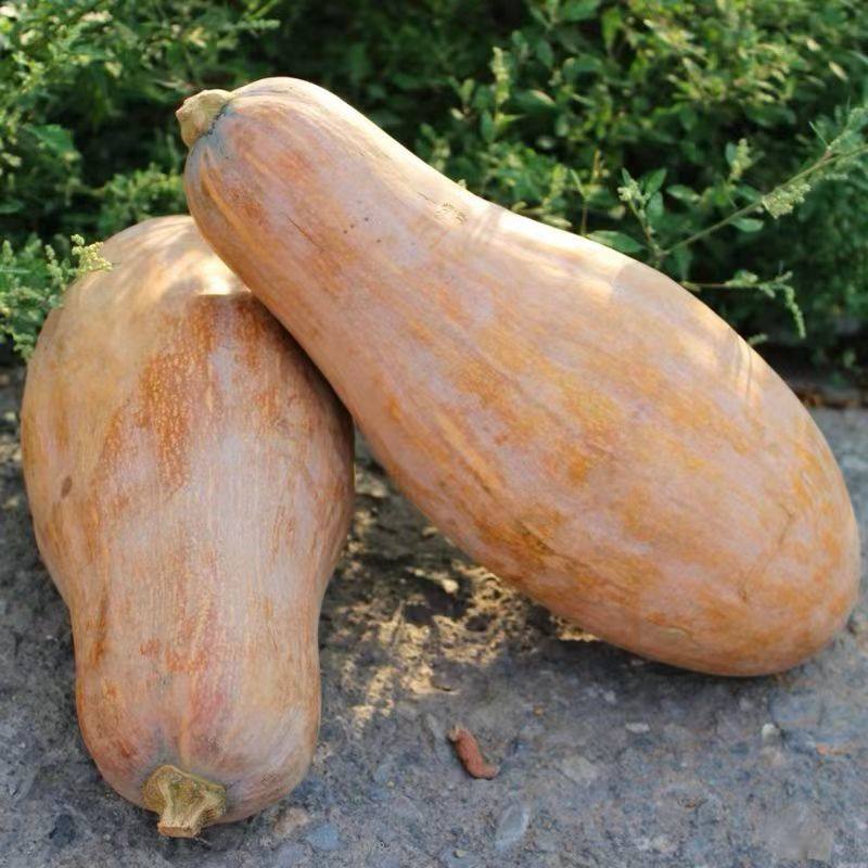 老南瓜云南保山产地直发软糯老么瓜香甜老瓜蒸煮烘培