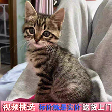 狸花猫小猫咪奶牛三花橘白黑玄中华田园猫土猫抓老鼠活物幼崽活体