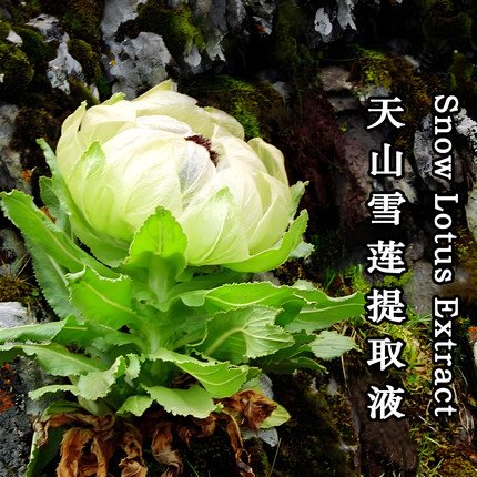 韩国进口 天山雪莲花提取液 Snow Lotus Extract 亮白滋润带花香