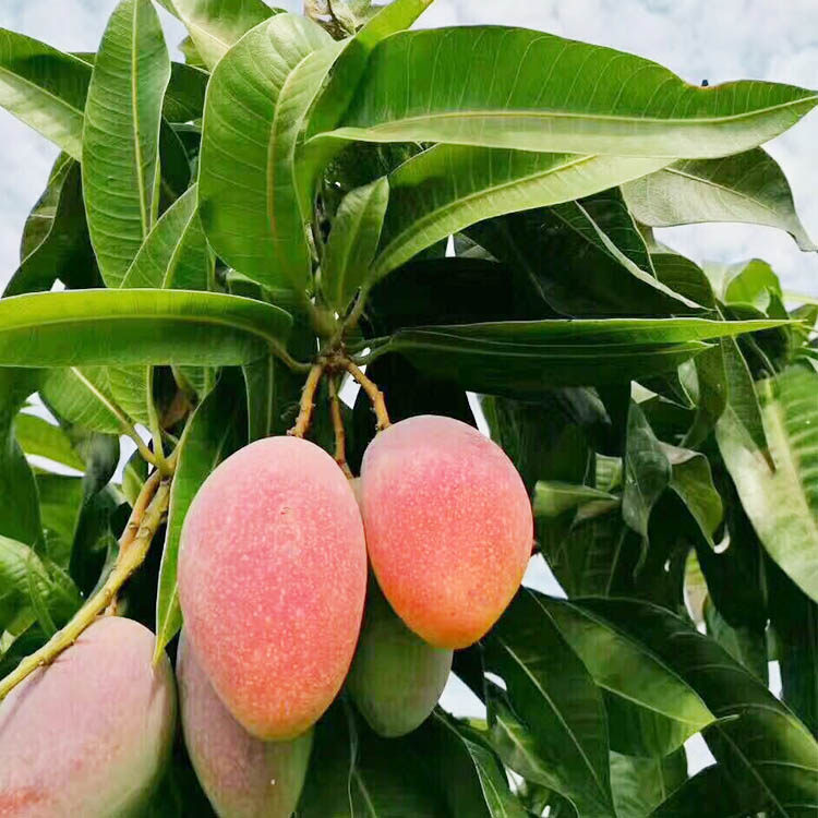 顺丰包邮海南贵妃芒果5-8斤新鲜热带水果当季红金龙甜心芒树上熟